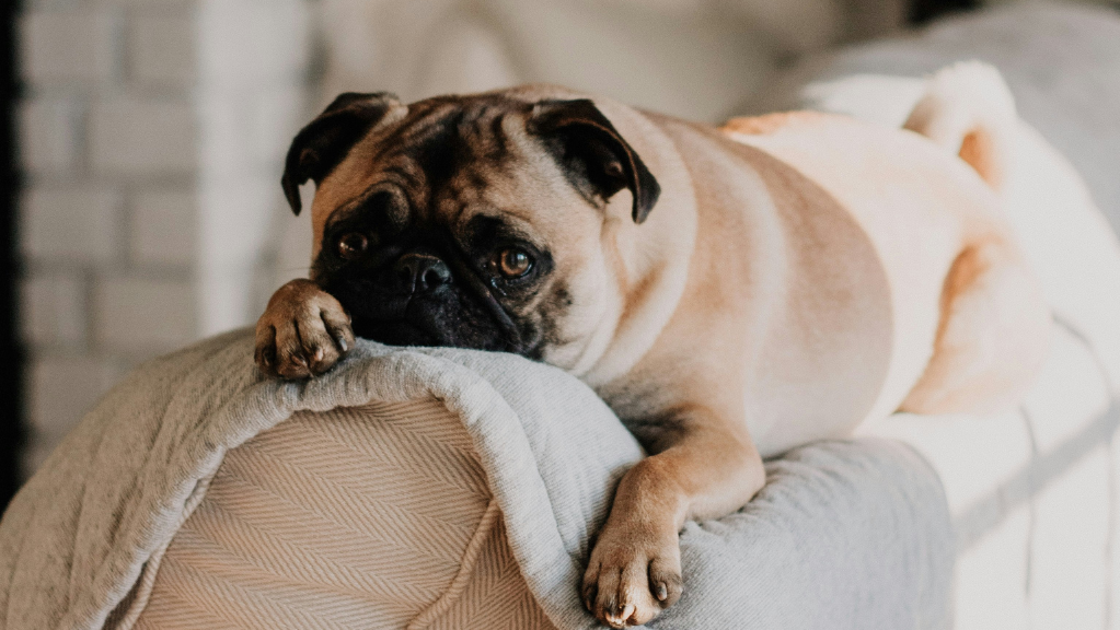 Pug on loung