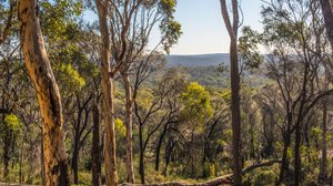 Adamstown Property Market Update 1st Half 2025 cover