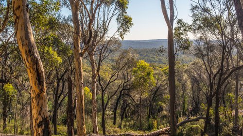 Adamstown Property Market Update 1st Half 2025