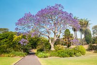 Kingsgrove Property Market Update 1st Half 2025
