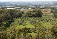 Orange Property Market Update 1st Half 2025