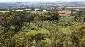 Orange Property Market Update 1st Half 2025 cover