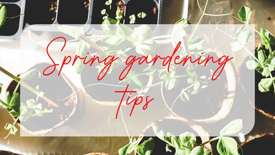 Spring Gardening Tips cover