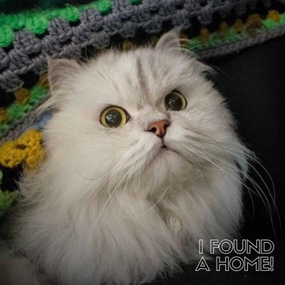 Rob Murray's Pet of the Week - REHOMED! cover